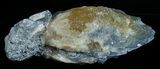 Calcite Crystal Filled Clam Fossil #6047-1